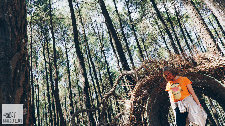 hutan pinus pengger mangunan imogiri (dokpri)